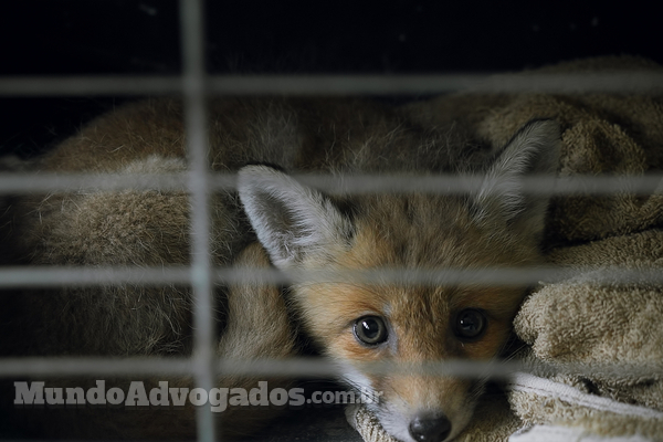 Tráfico de animais silvestres: o que diz a lei brasileira