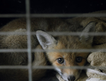 Tráfico de animais silvestres: o que diz a lei brasileira